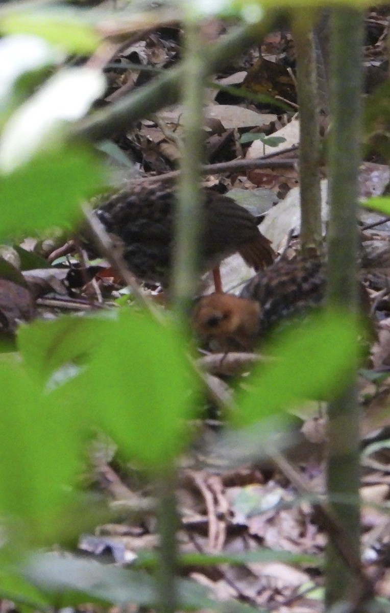 Malayan Crested Fireback - ML625942663