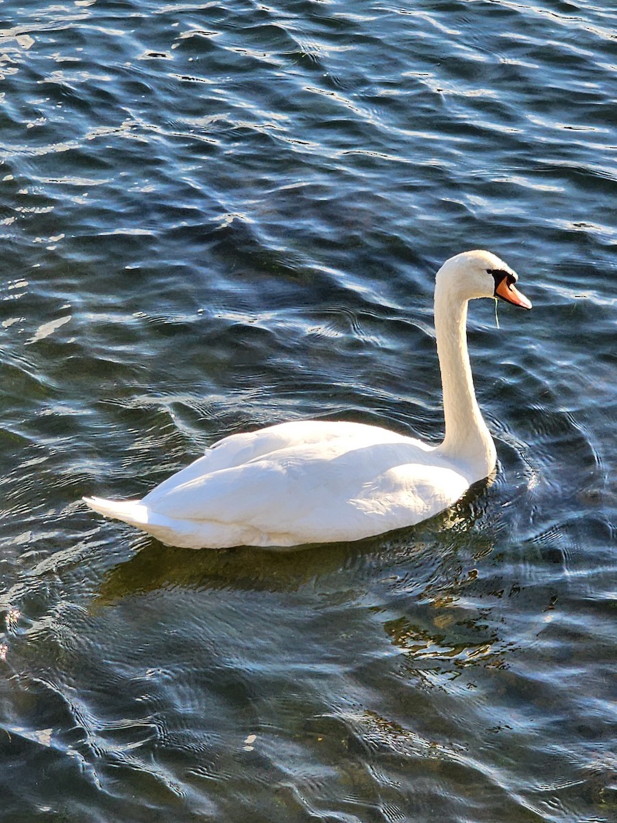 Mute Swan - ML625942664