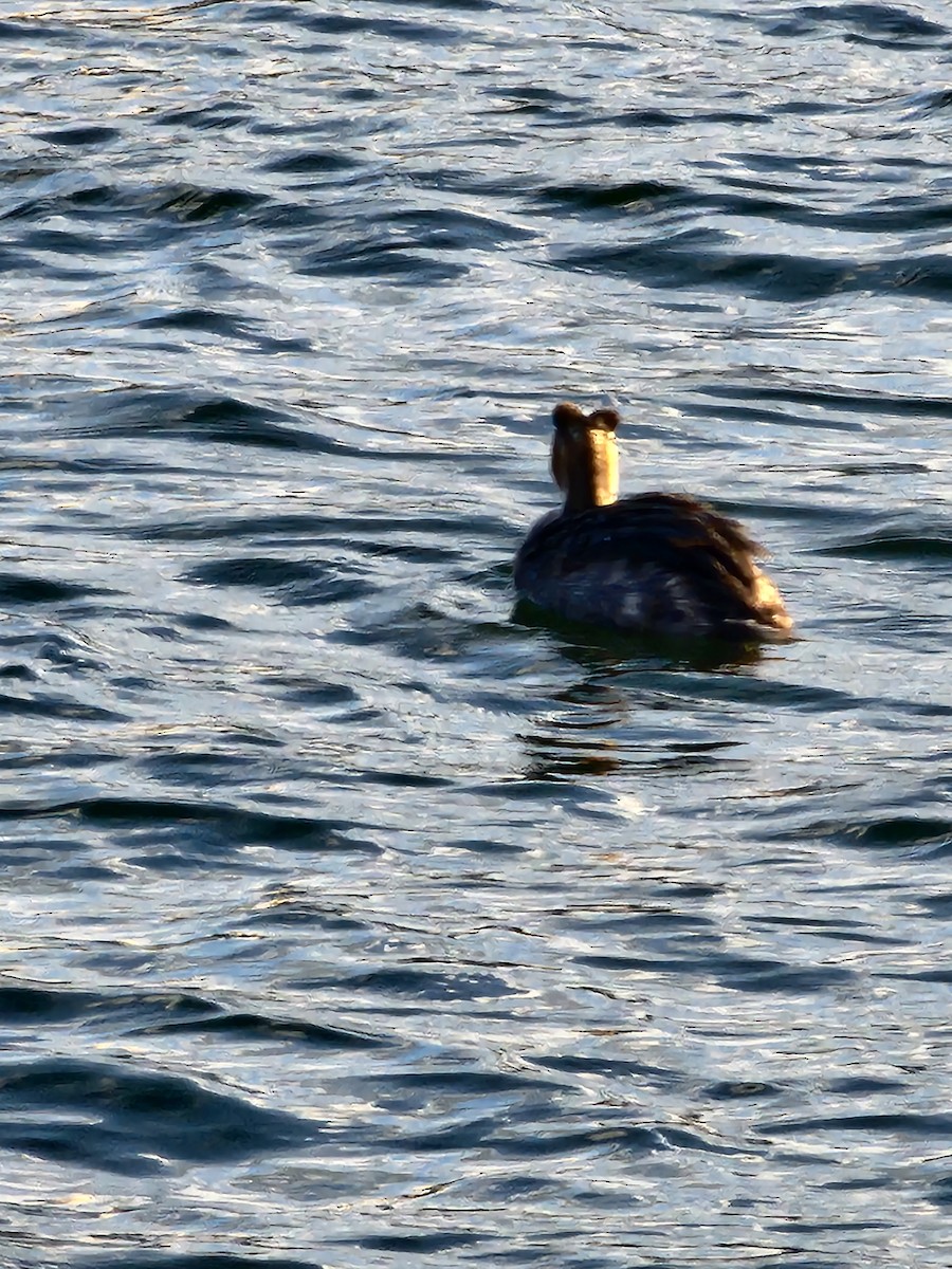Great Crested Grebe - ML625942709