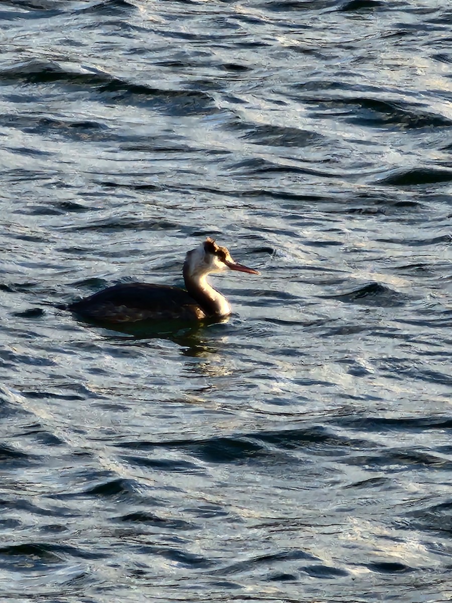 Great Crested Grebe - ML625942710