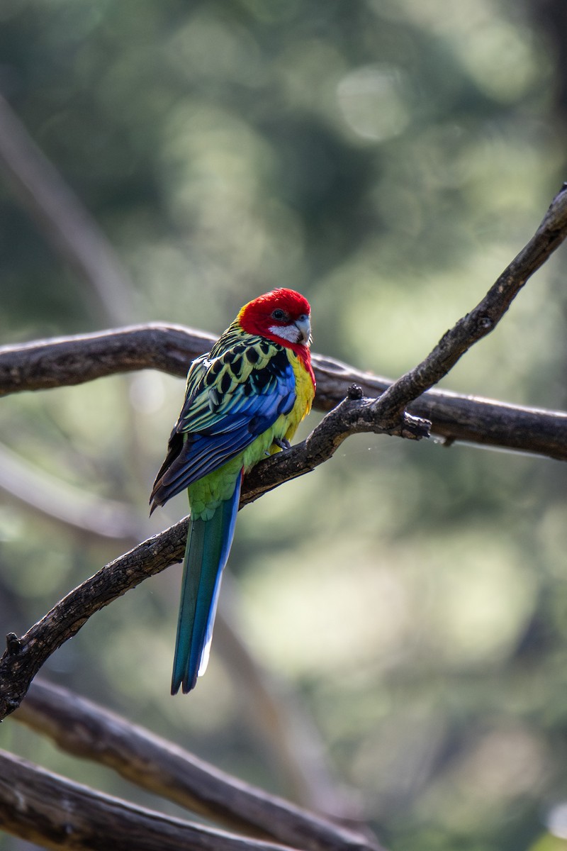 Eastern Rosella - ML625942767
