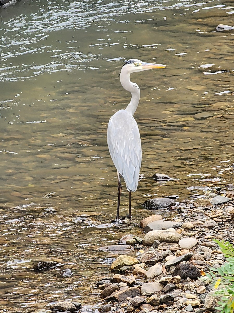 Gray Heron - ML625942779