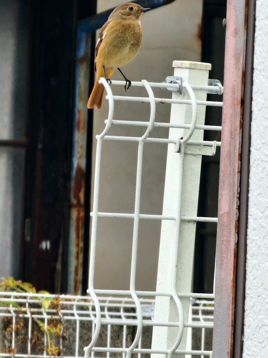 Daurian Redstart - ML625942781