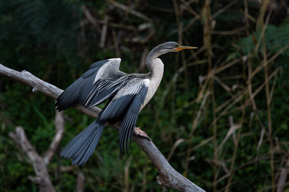 Australasian Darter - ML625942789