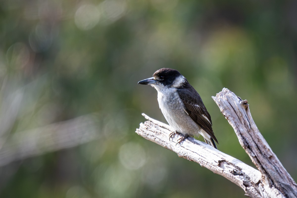 Gray Butcherbird - ML625942792