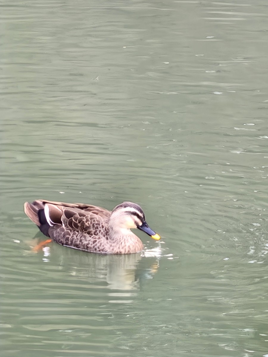 Eastern Spot-billed Duck - ML625942799