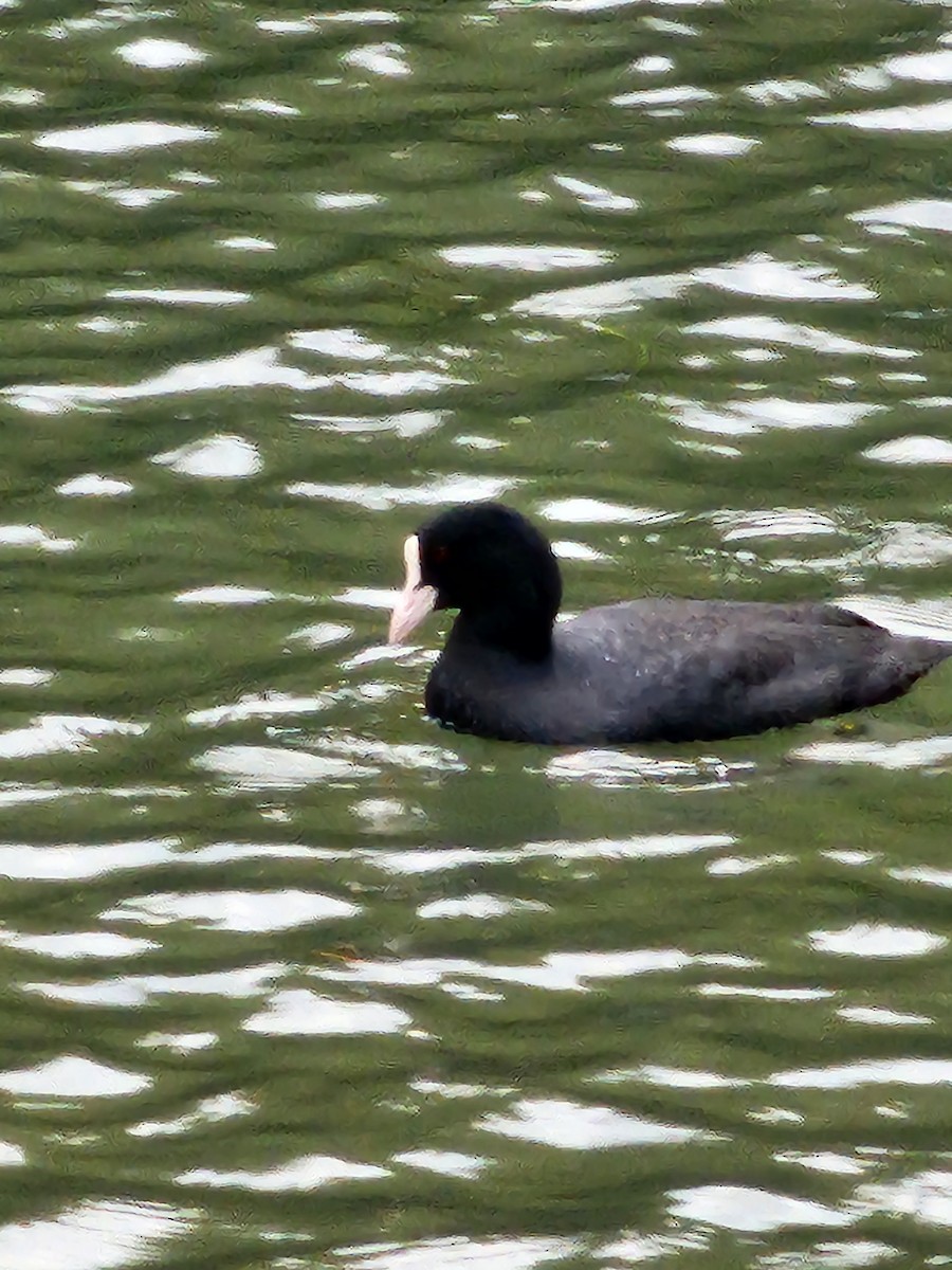 Eurasian Coot - ML625942815
