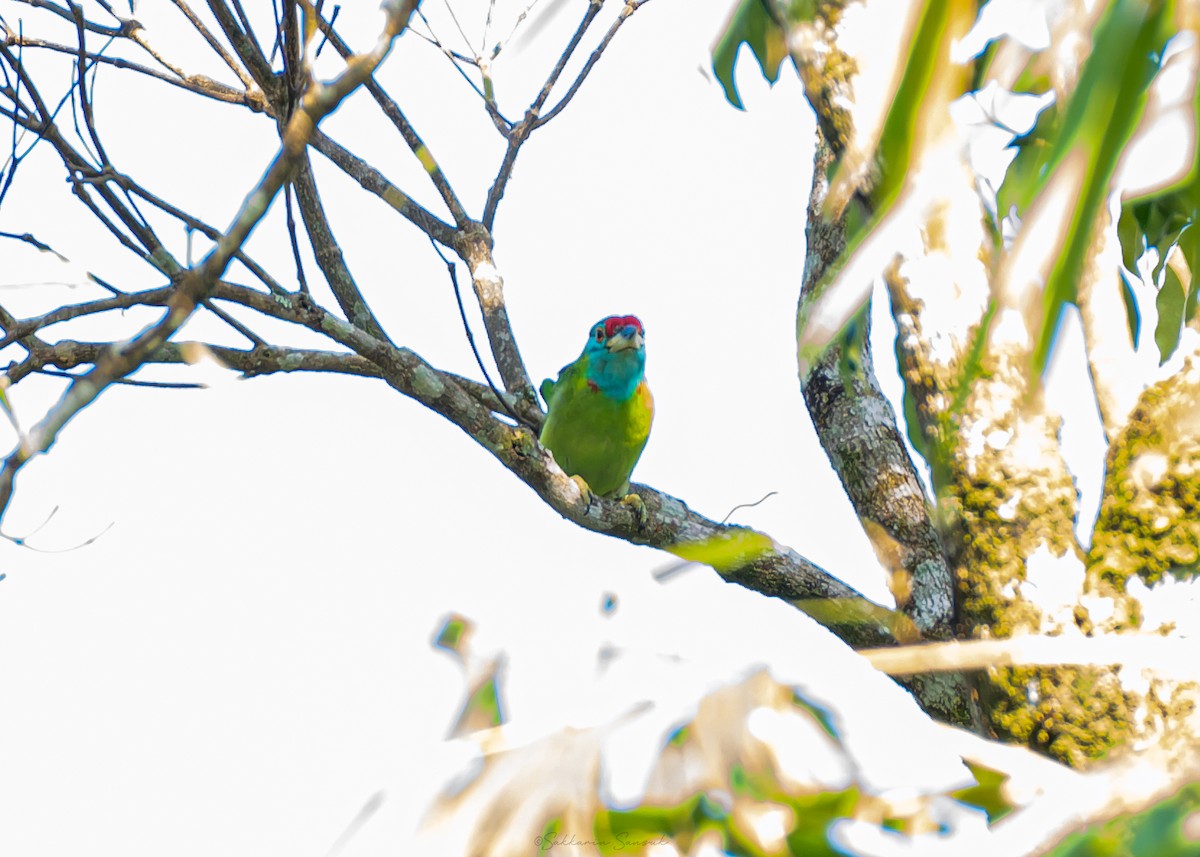 Blauwangen-Bartvogel - ML625942878