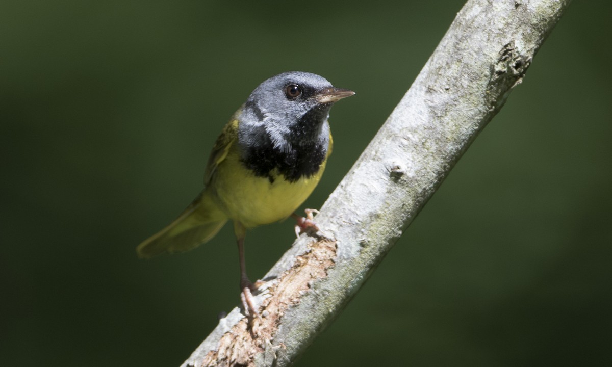 Mourning Warbler - ML62594291