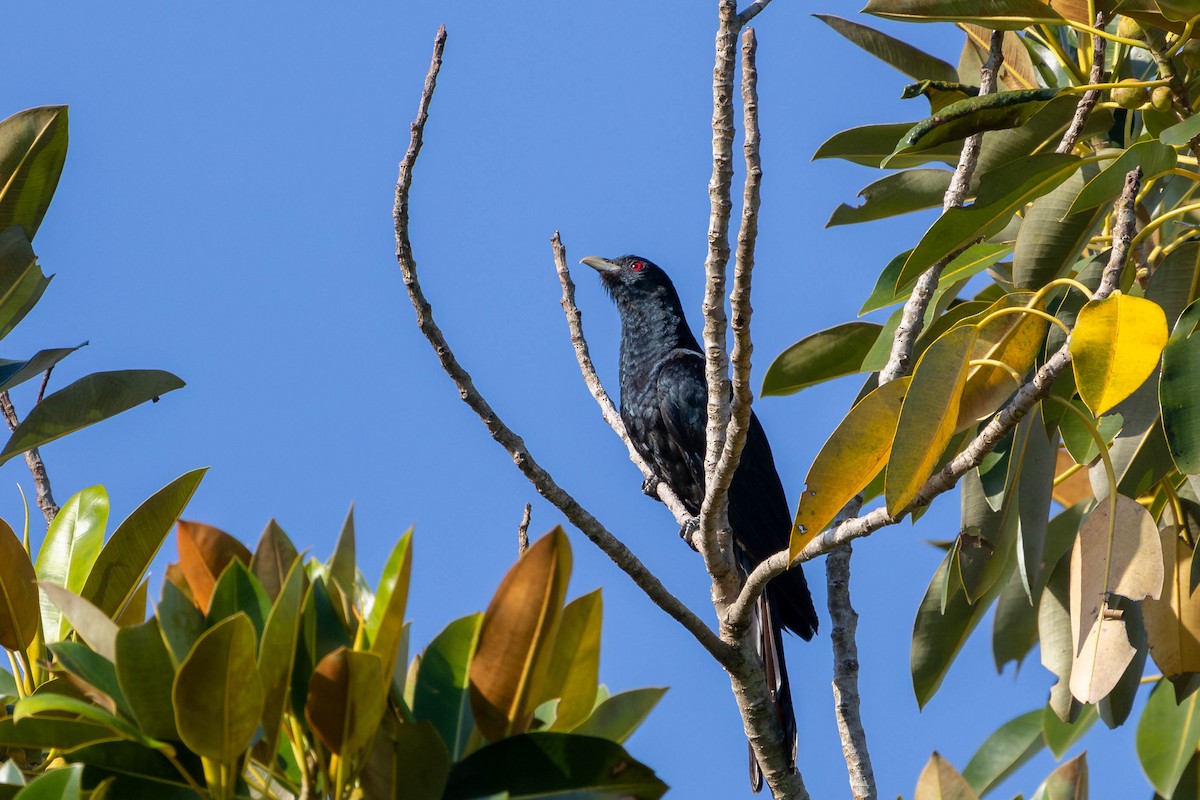 Pacific Koel - ML625942942