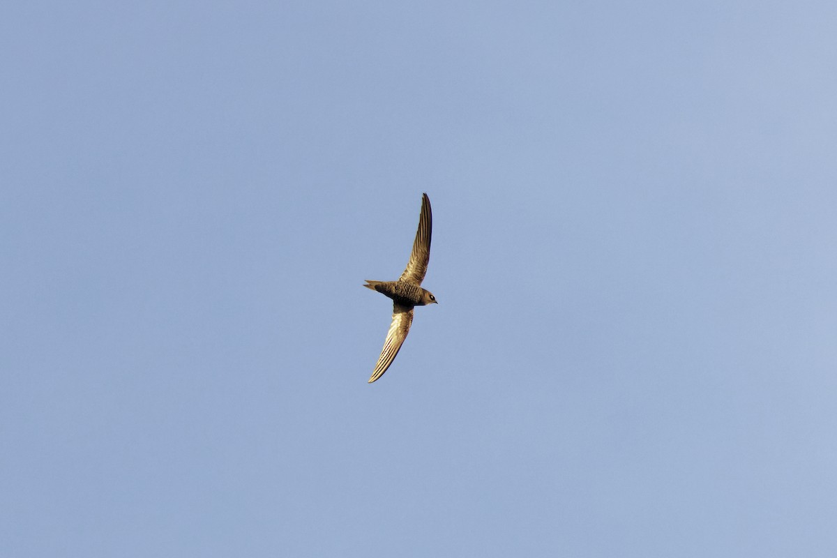 Malagasy Swift - ML625942999
