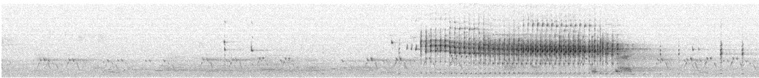 australdvergdykker - ML625943017