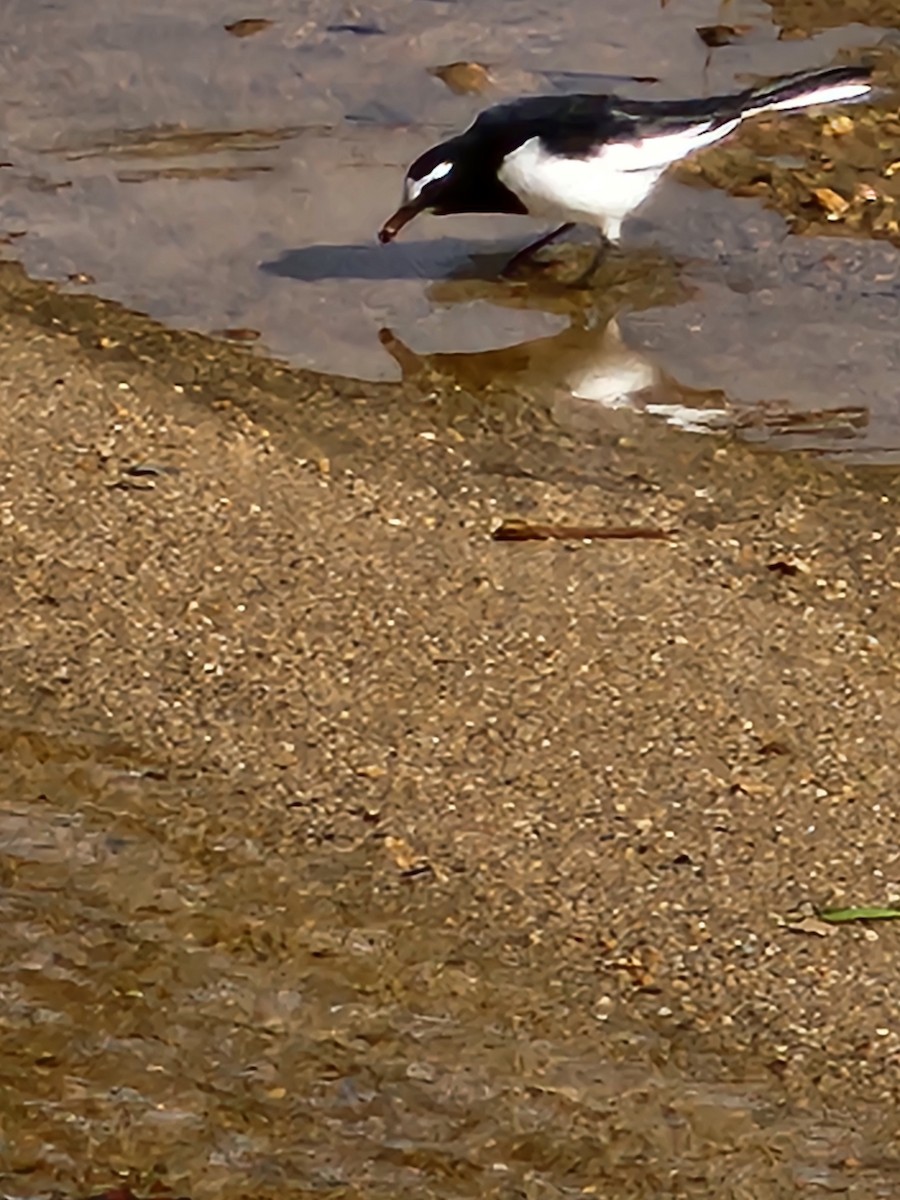 Japanese Wagtail - ML625943039