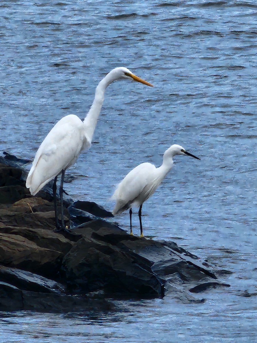 Great Egret - ML625943061