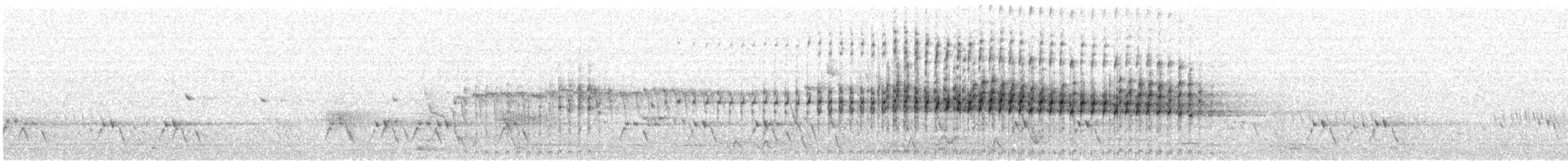 australdvergdykker - ML625943115