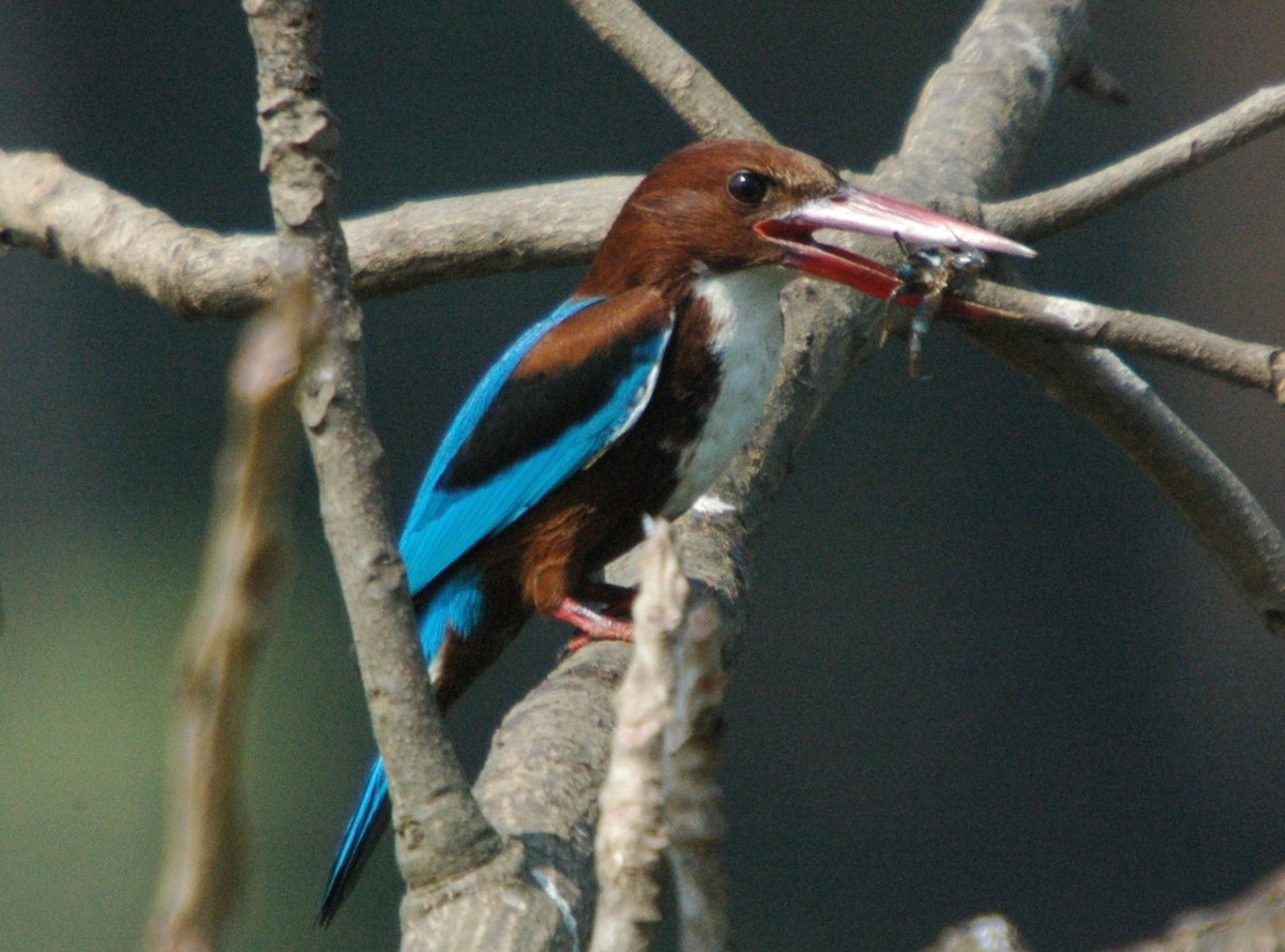 White-throated Kingfisher - ML625943142