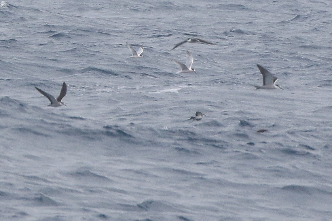 White-faced Storm-Petrel - ML625943293