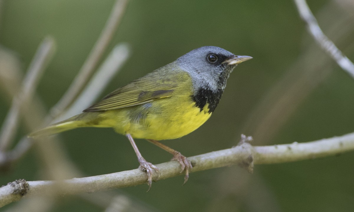 Mourning Warbler - ML62594331