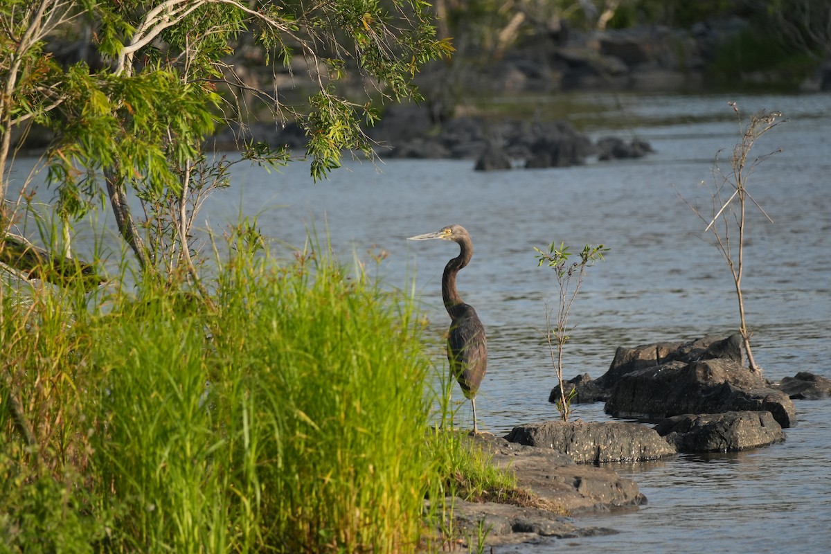 Garza de Sumatra - ML625943319