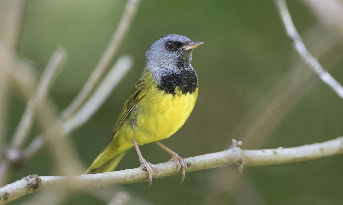 Mourning Warbler - ML62594341