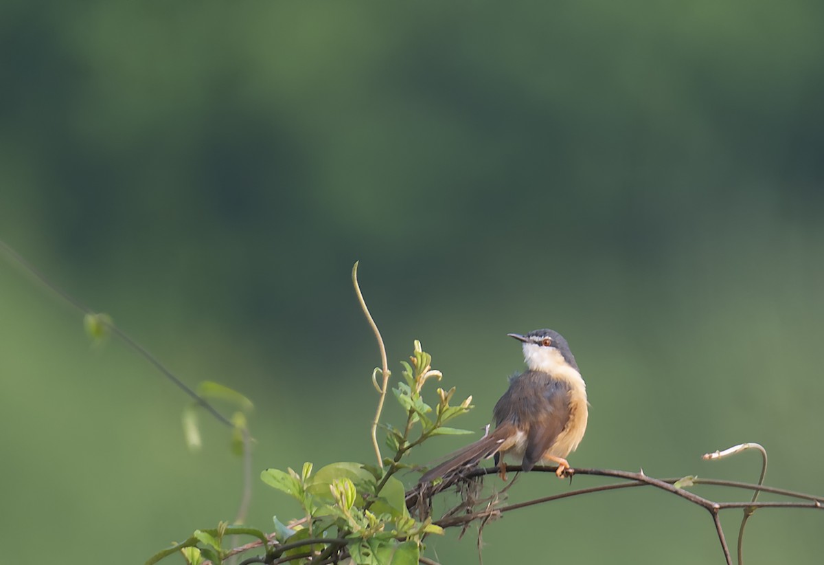 Ashy Prinia - ML625943433