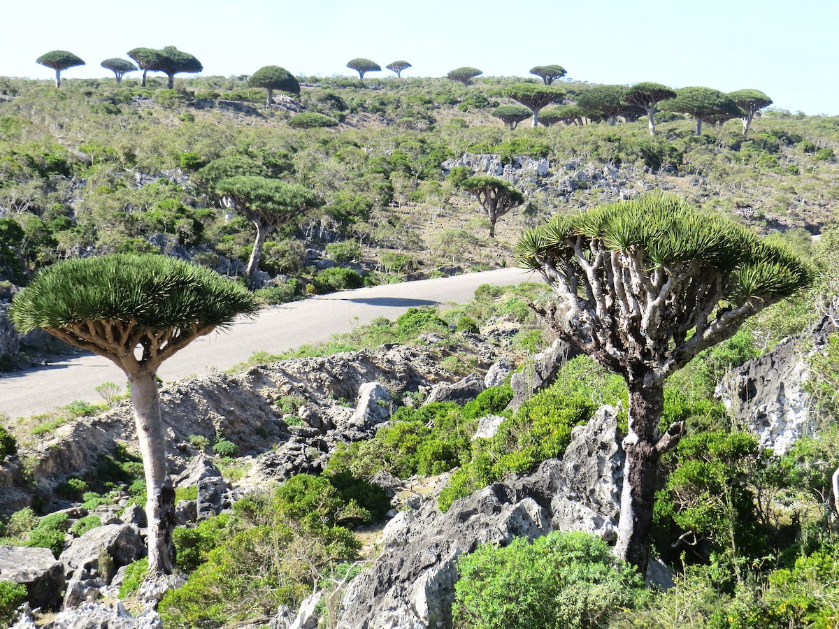 Socotra Grosbeak - ML625943509