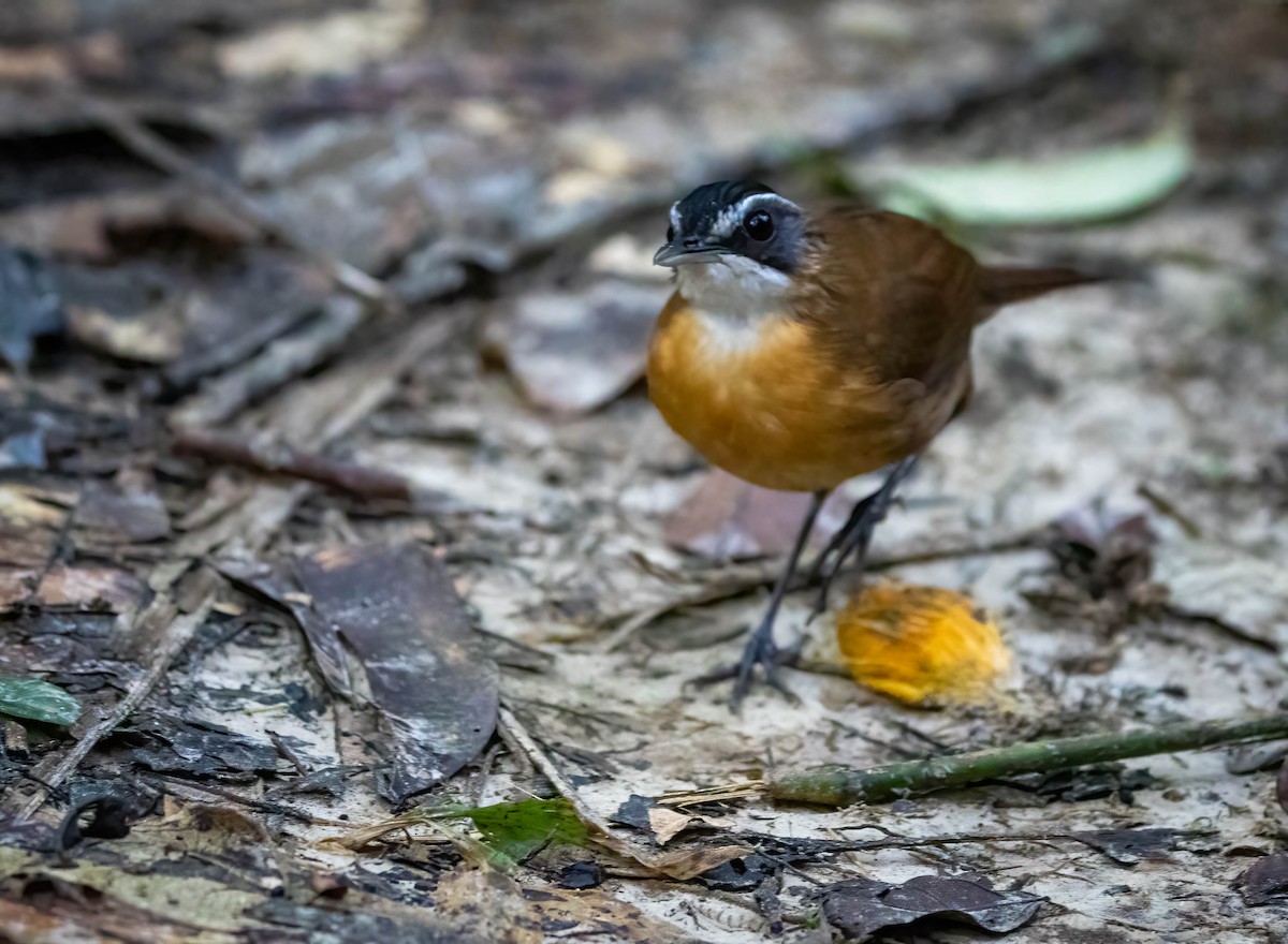 Bornean Black-capped Babbler - ML625943538