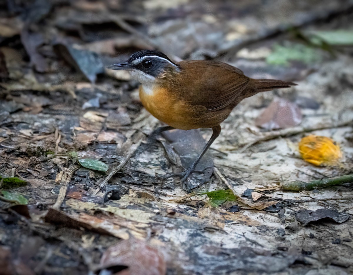 Bornean Black-capped Babbler - ML625943539