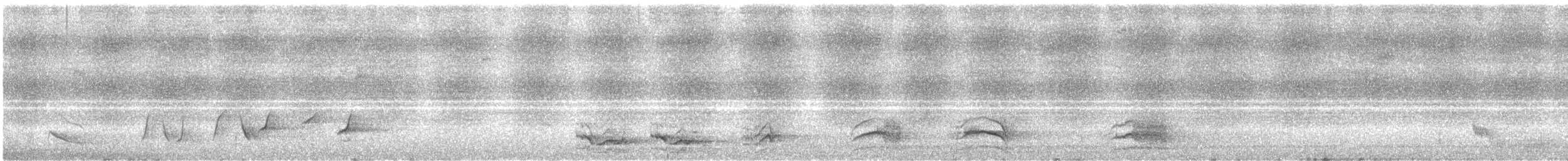 lyrochvost nádherný - ML625943593