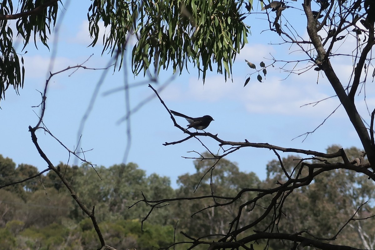 Gray Fantail - ML625943650