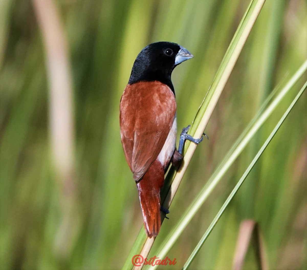 Tricolored Munia - ML625943656