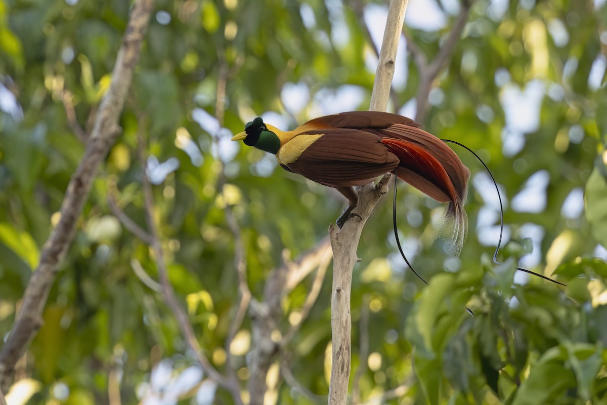 Red Bird-of-Paradise - ML625943796