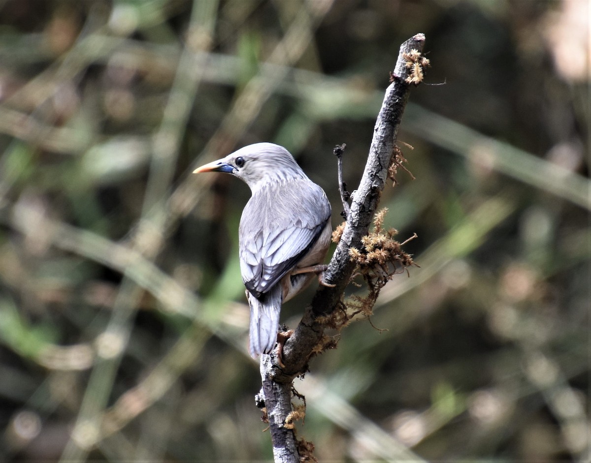 Malabar Starling - ML625943859