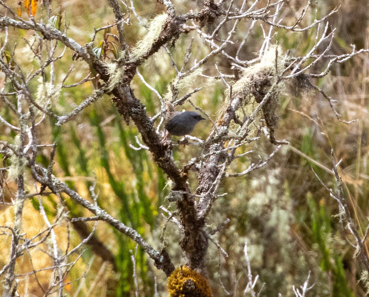 Jalca Tapaculo - ML625943921