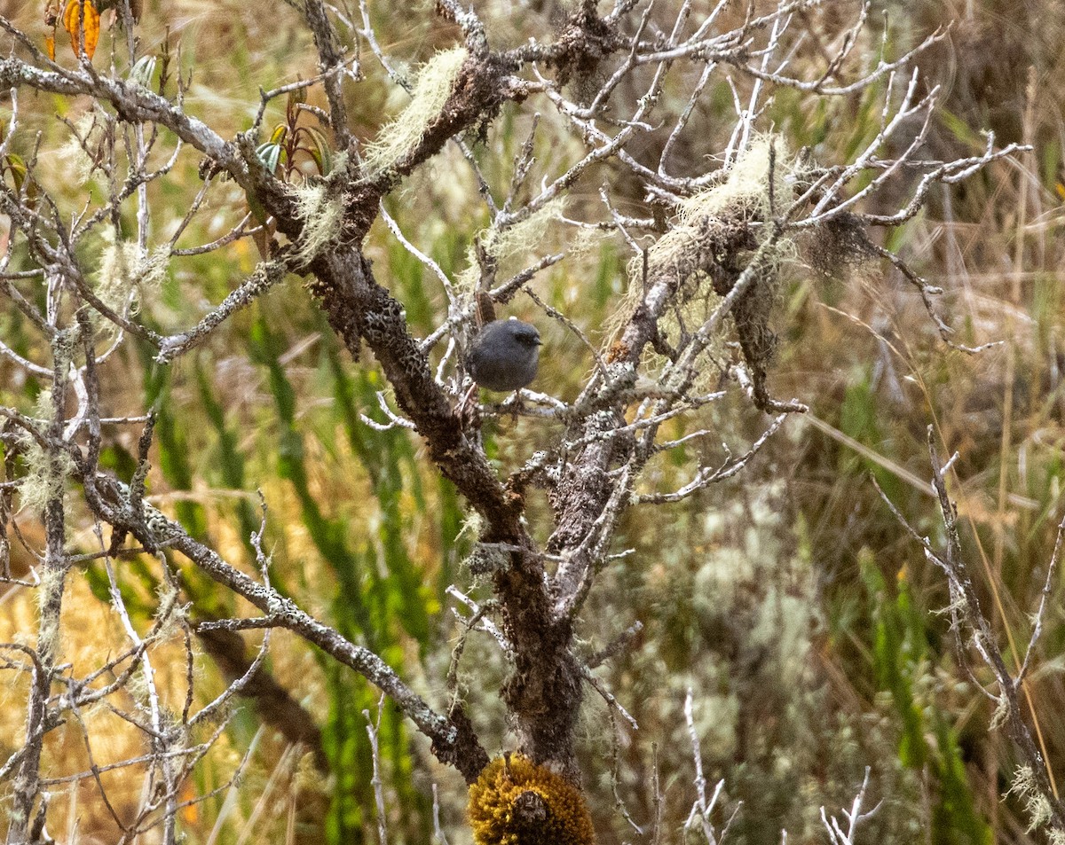 Jalca Tapaculo - ML625943924