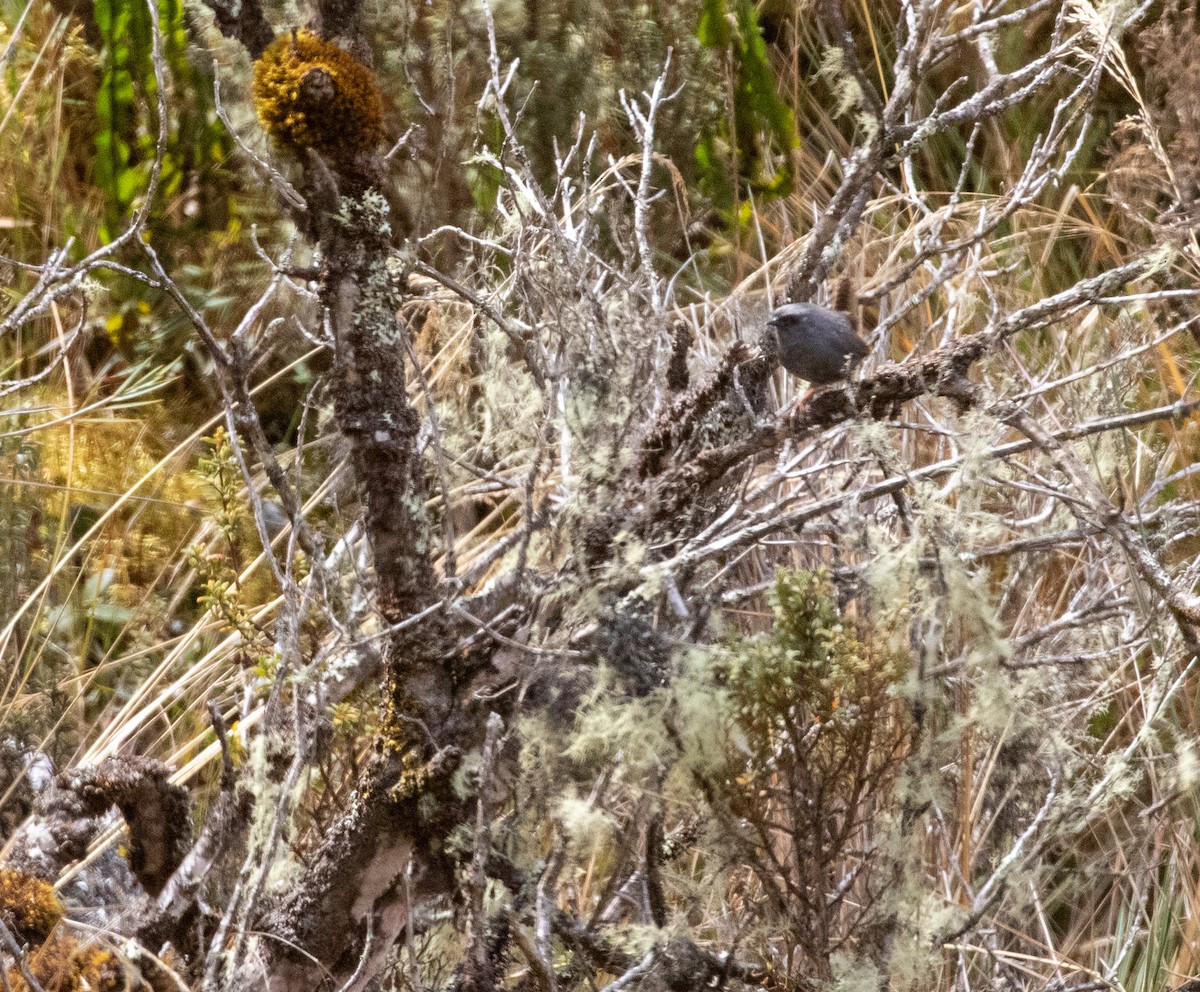 Jalca Tapaculo - ML625943926