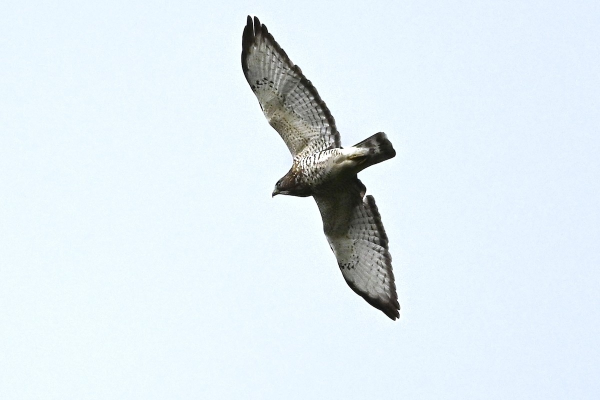 Broad-winged Hawk - ML625943948