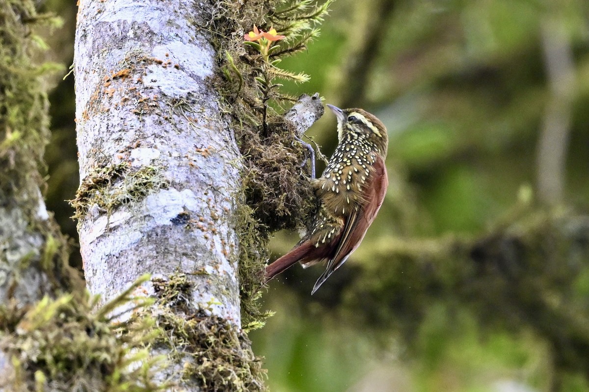 Pearled Treerunner - ML625943951