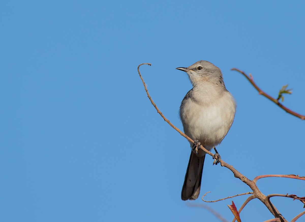 Northern Mockingbird - ML625944101