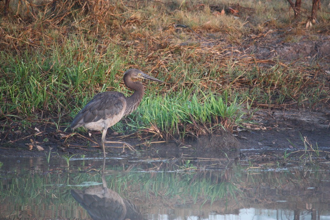 Garza de Sumatra - ML625944111