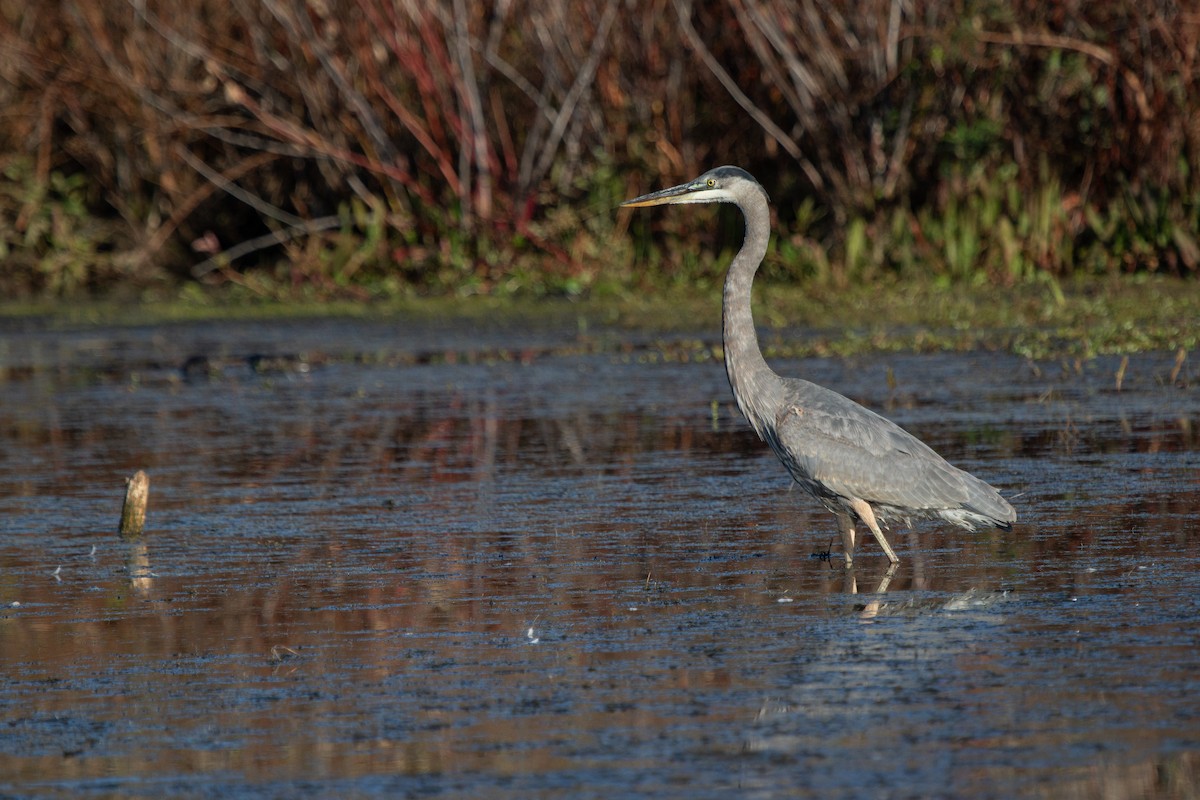 Great Blue Heron - ML625944112