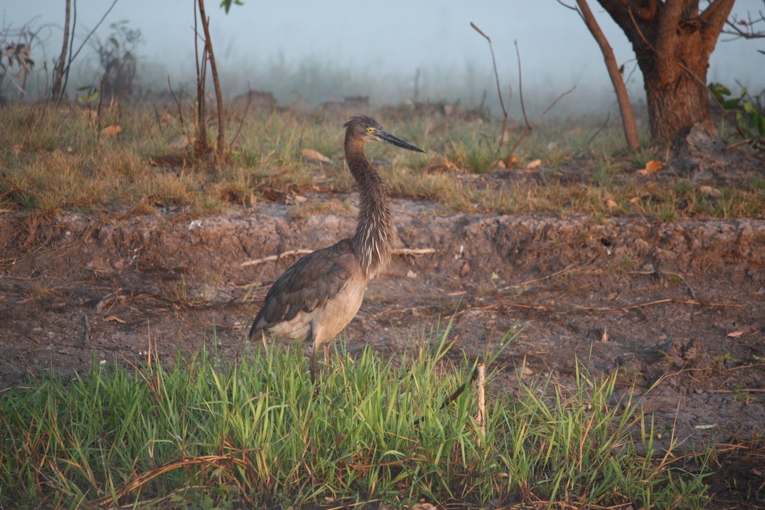 Garza de Sumatra - ML625944113