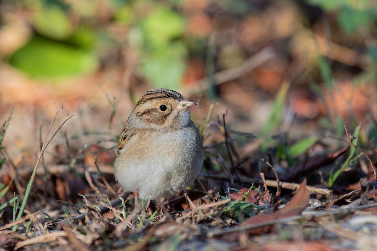 Clay-colored Sparrow - ML625944119