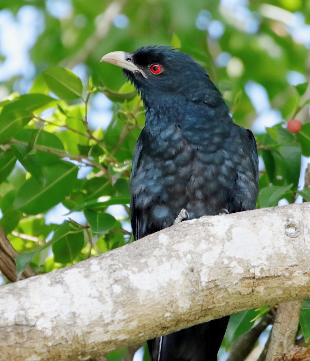 Pacific Koel - ML625944127