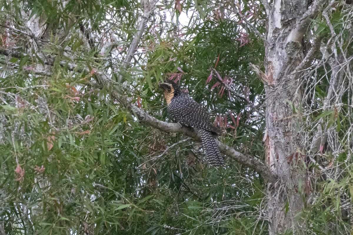 Pacific Koel (Australian) - ML625944154