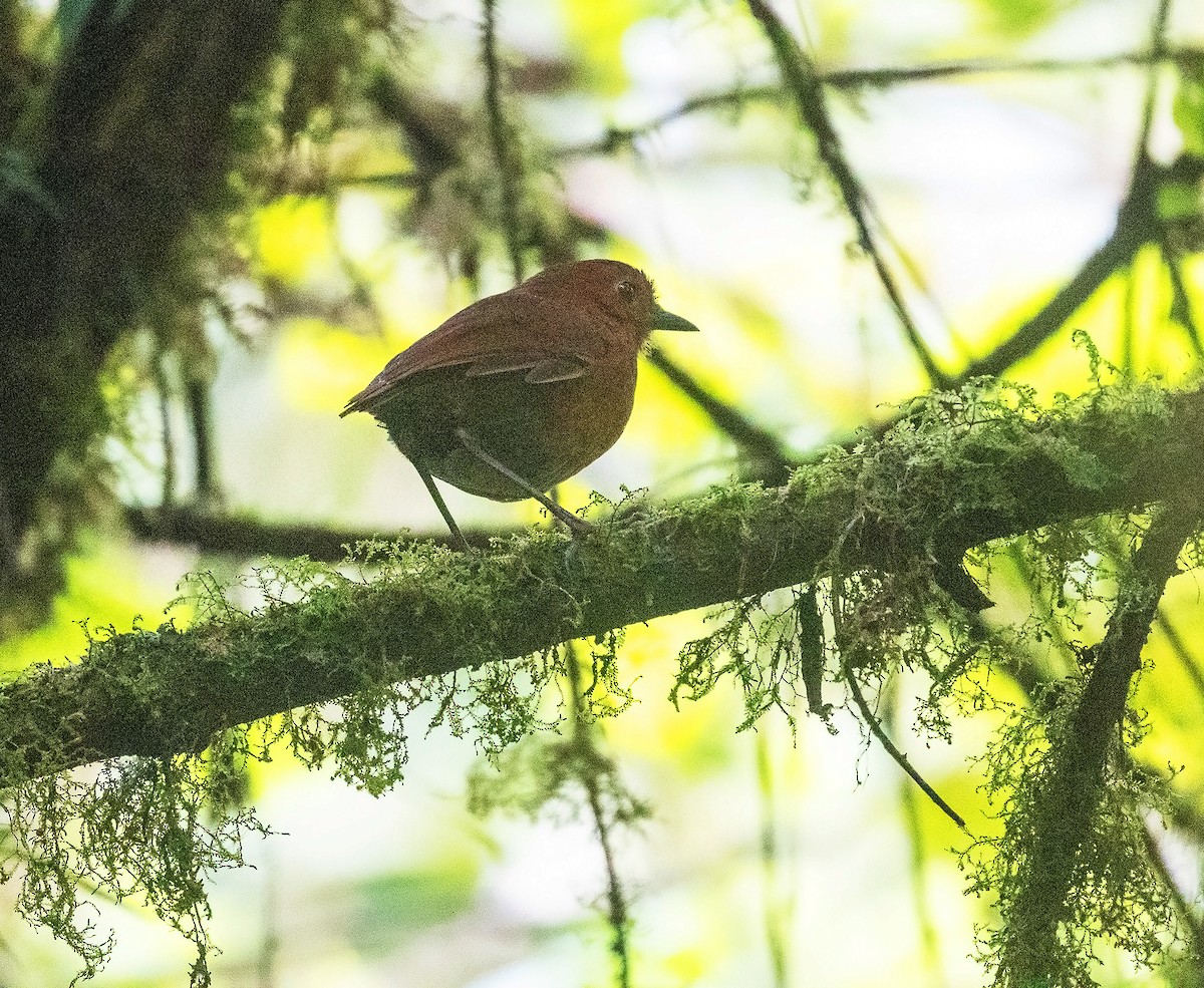 Oxapampa Antpitta - ML625944281