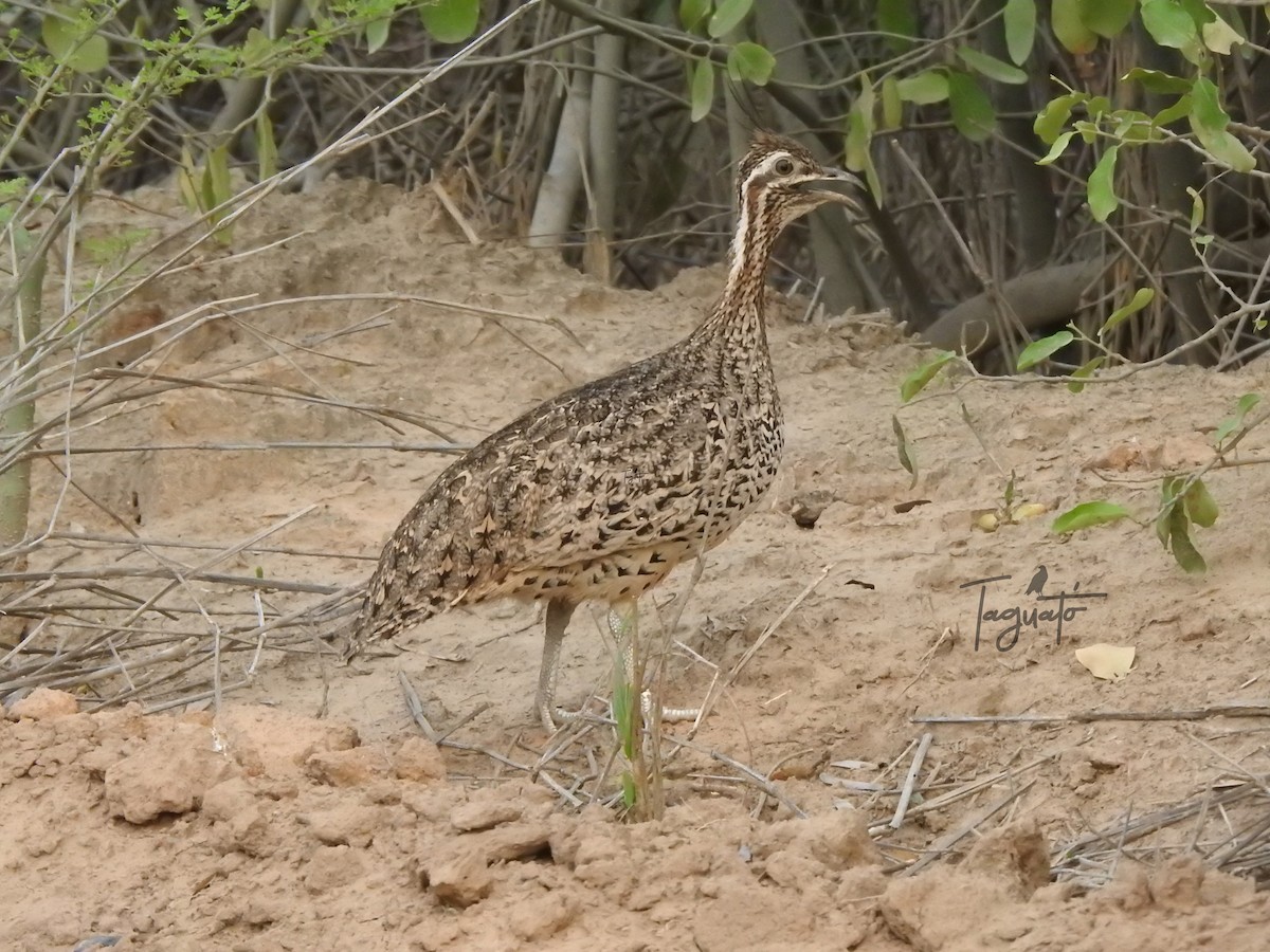 Quebracho Crested-Tinamou - ML625944282