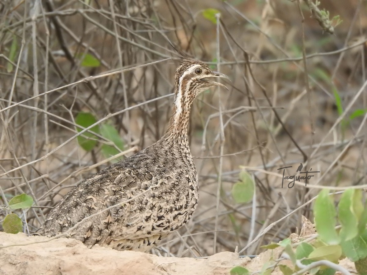 Quebracho Crested-Tinamou - ML625944283