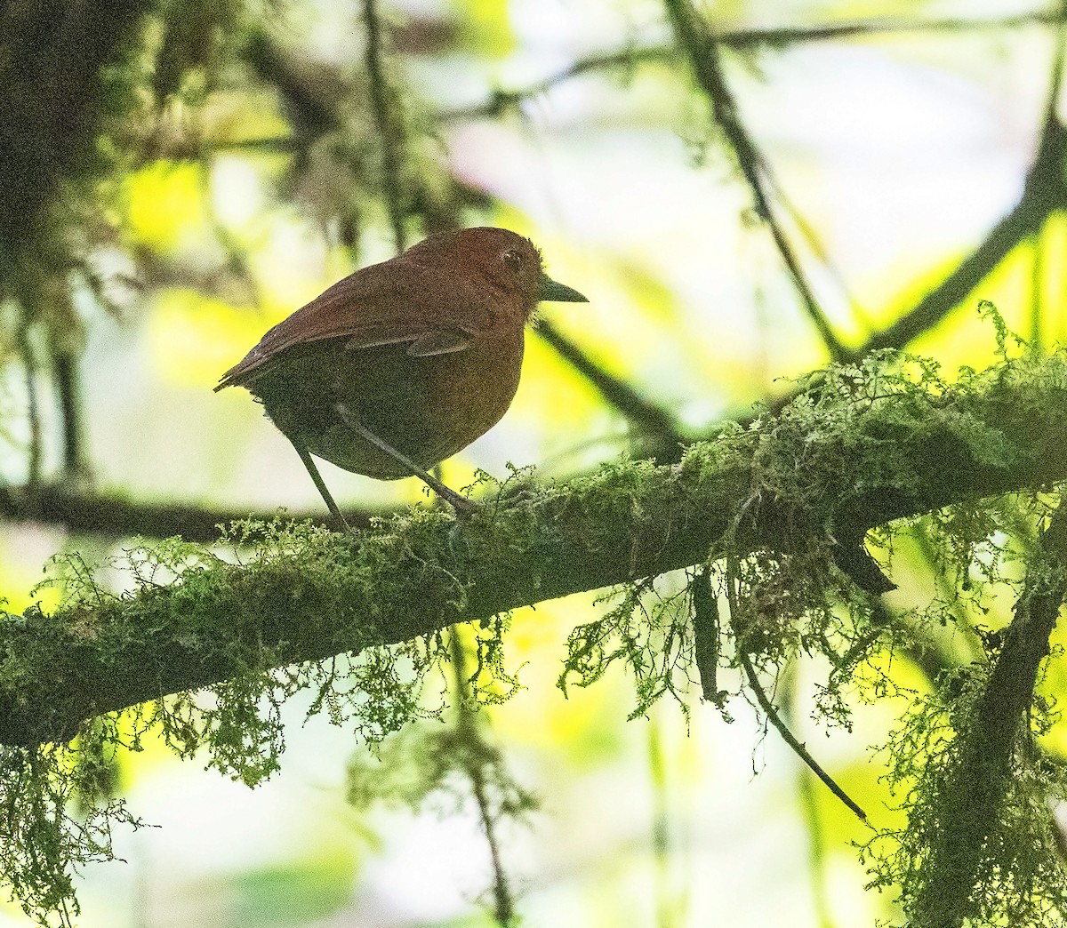 Oxapampa Antpitta - ML625944285