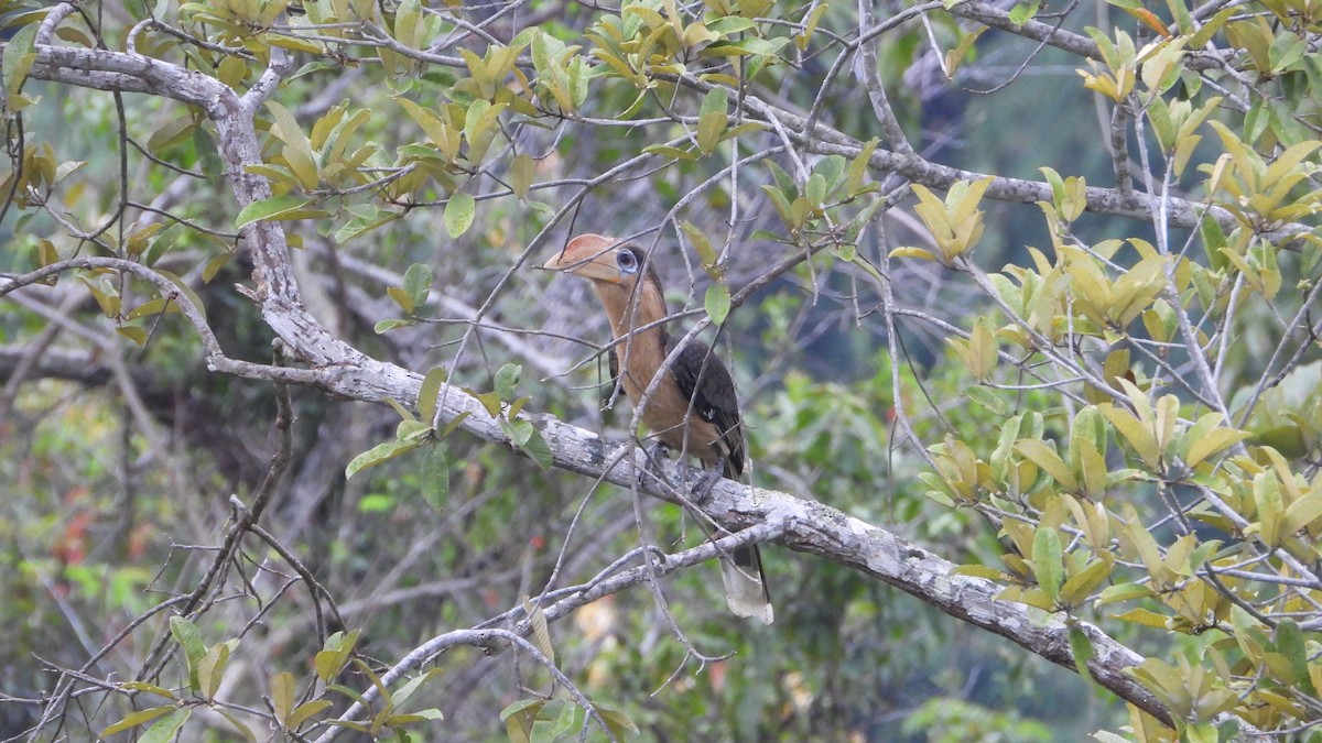 Rostbauch-Hornvogel - ML625944321